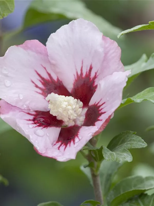 Hibiscus Syriacus Hamabo Garteneibisch Hamabo Baumschule Schumann