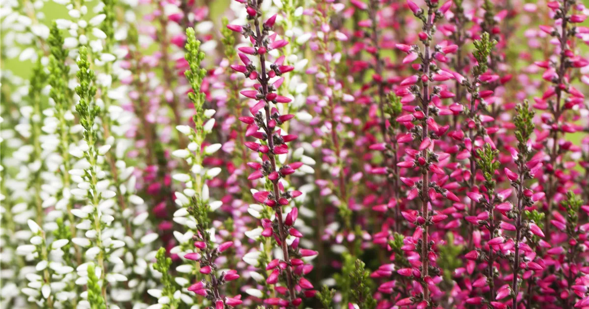 Calluna Vulgaris Trio Girls Winterharte Knospenheide Trio Girls