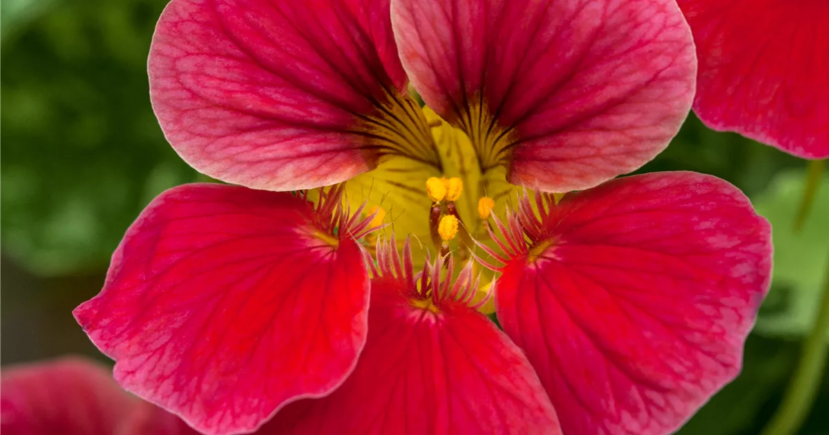 Tropaeolum majus Große Kapuzinerkresse Baumschule Schumann