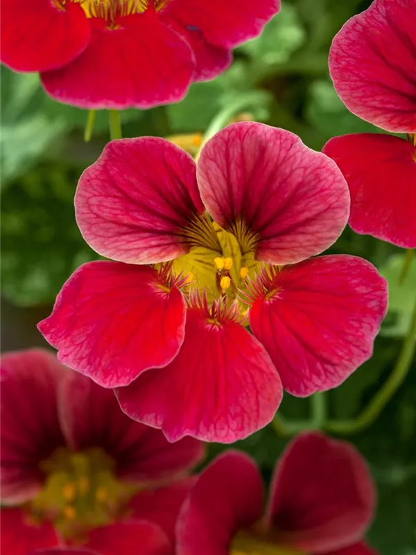 Tropaeolum majus Große Kapuzinerkresse Baumschule Schumann