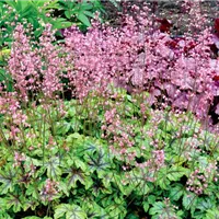 Heuchera x heucherella - Tapestry.jpg