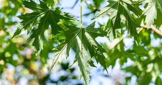 Acer saccharinum 'Laciniatum Wieri'