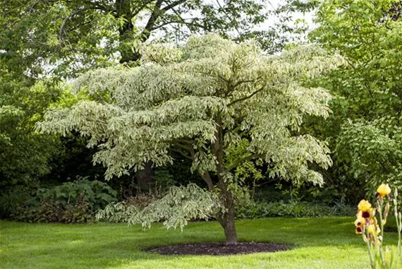 Cornus controversa 'Variegata' (GS430045.jpg)