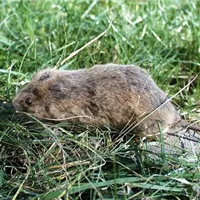 wuelmaus1-800x600.jpg